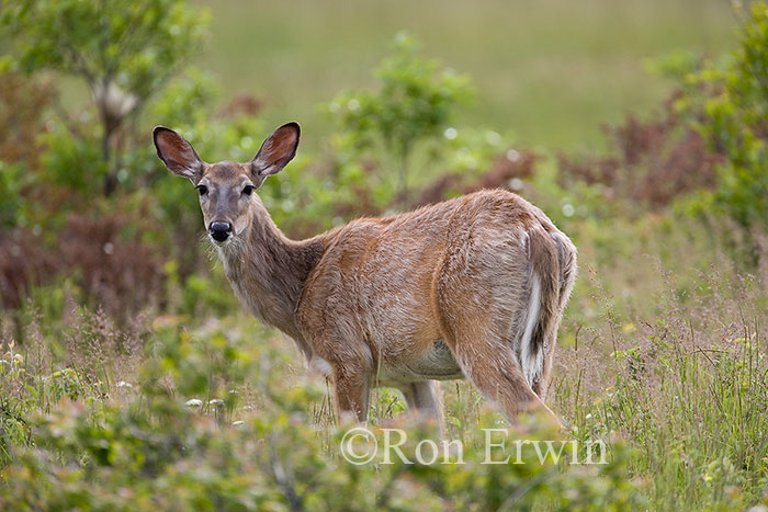 White-tail Deer