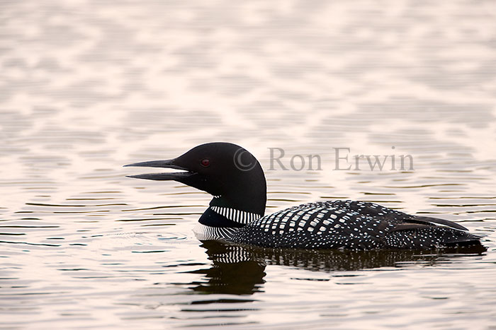 Common Loon