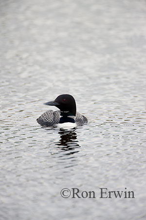 Common Loon