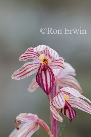 Striped Coralroot