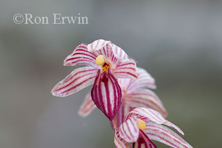 Striped Coralroot