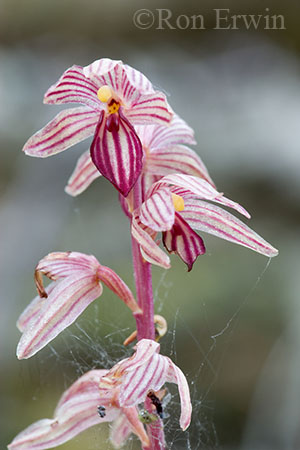 Striped Coralroot