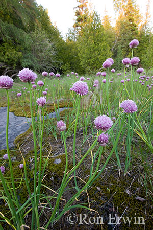 Wild Chives