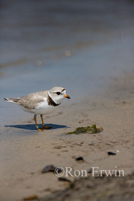 Piping Plover