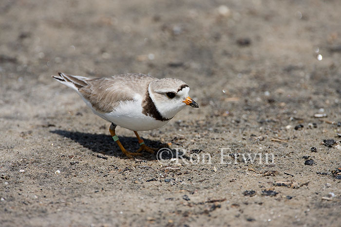 Piping Plover