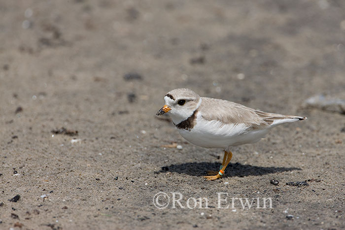 Piping Plover