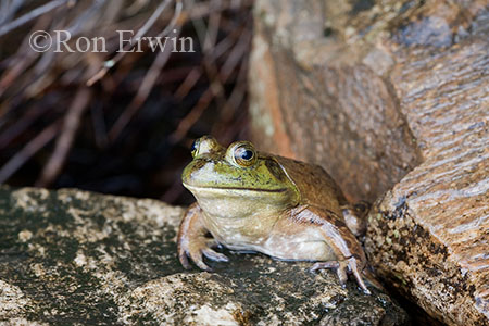Bullfrog
