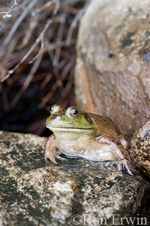Bullfrog