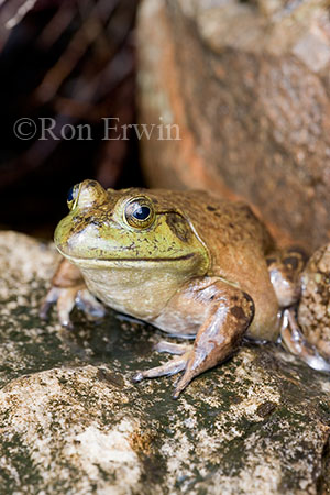 Bullfrog