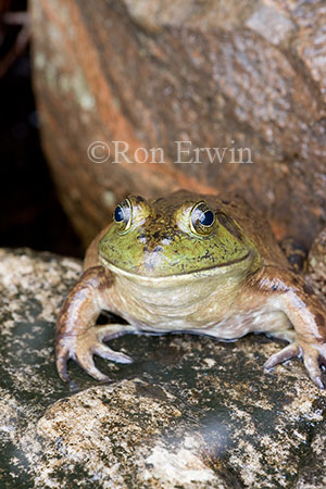 Bullfrog