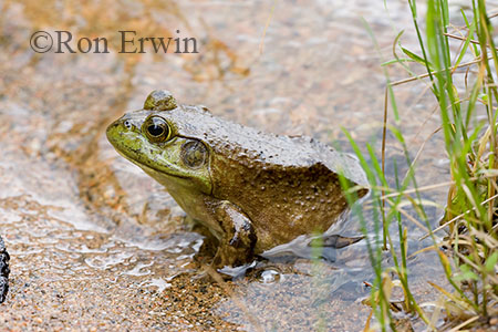 Bullfrog