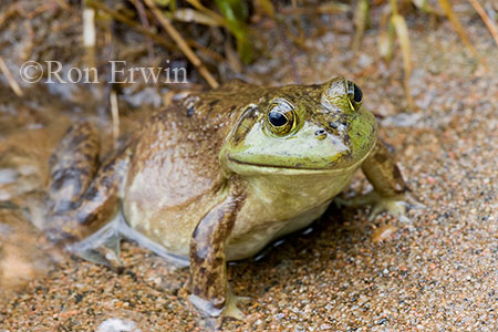 Bullfrog