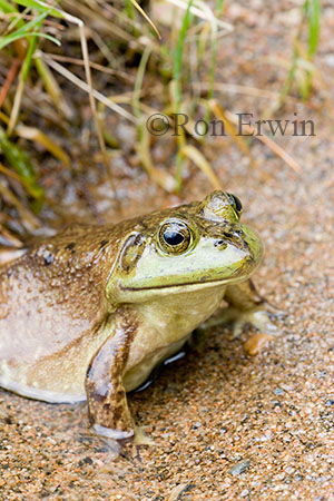 Bullfrog