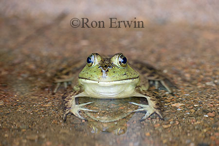 Bullfrog