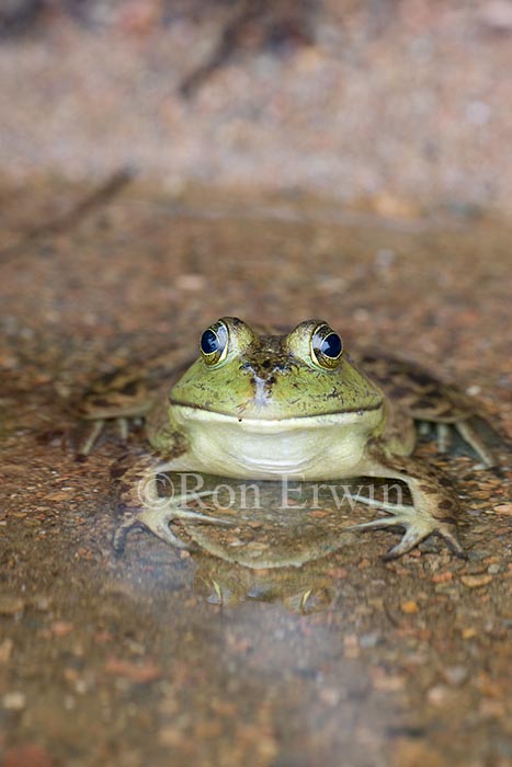 Bullfrog