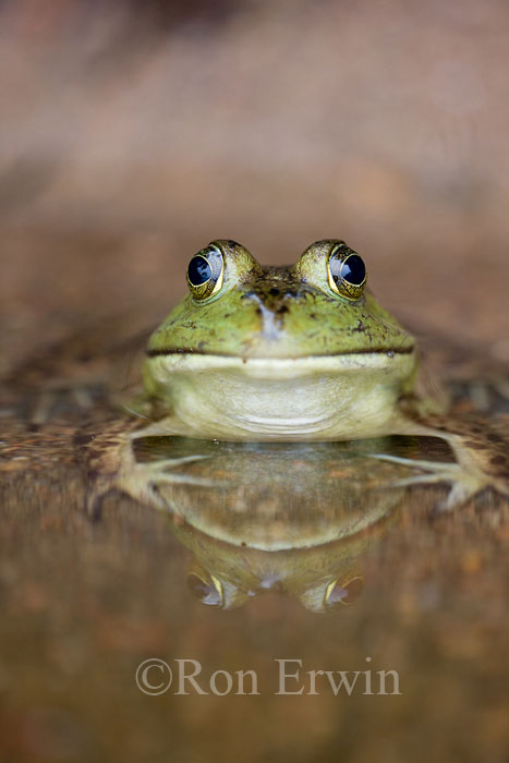 Bullfrog