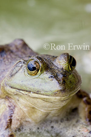 Bullfrog