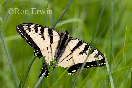 Canadian Tiger Swallowtail