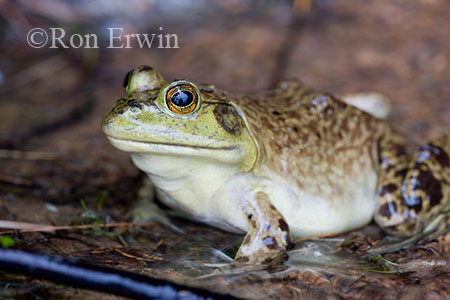 Bullfrog