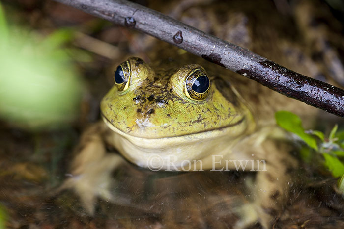 Bullfrog