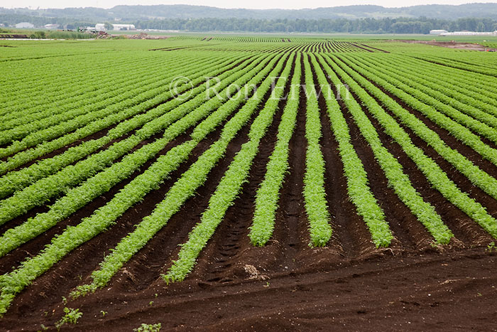 Carrot Crops in Holland Marsh