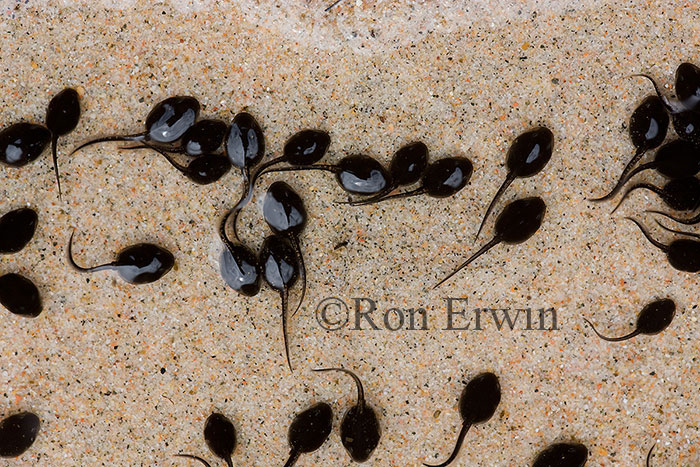 American Toad Tadpoles