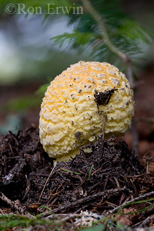 Fly Agaric