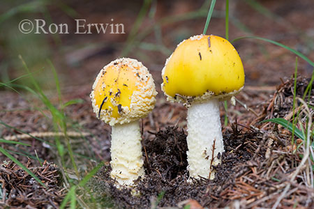 Fly Agaric