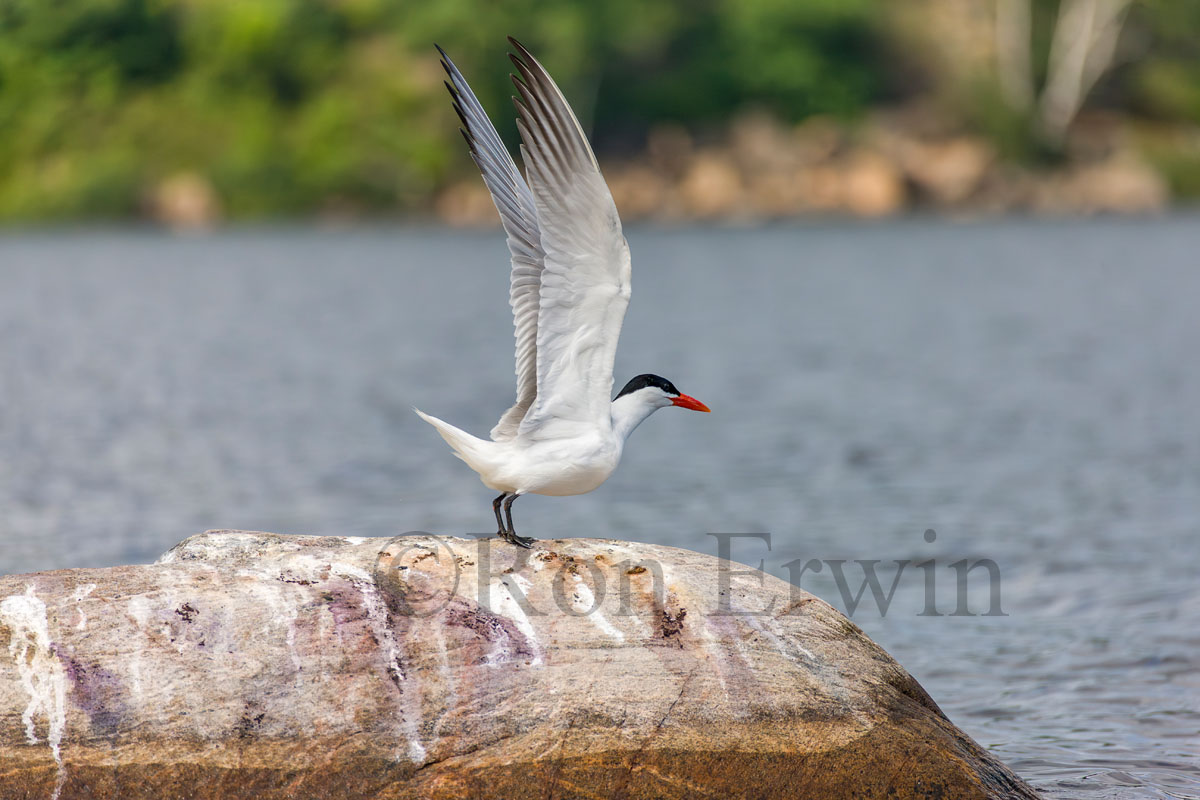 Caspian Tern