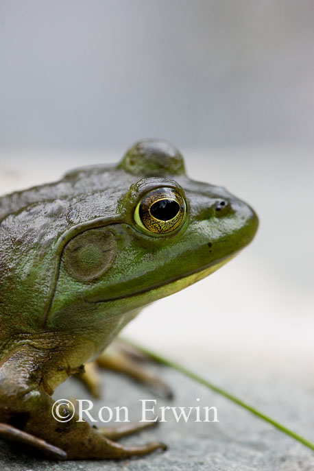 Bullfrog