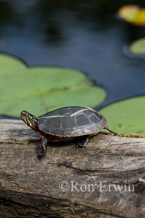 Midland Painted Turtle