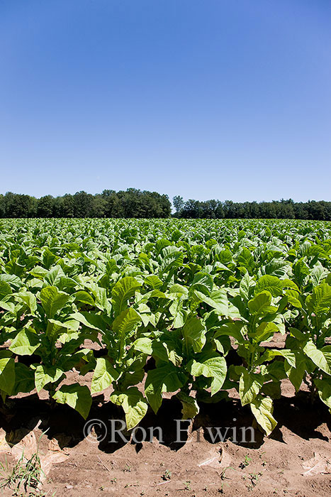 Tobacco