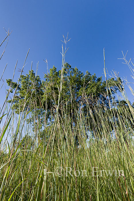 Big Bluestem