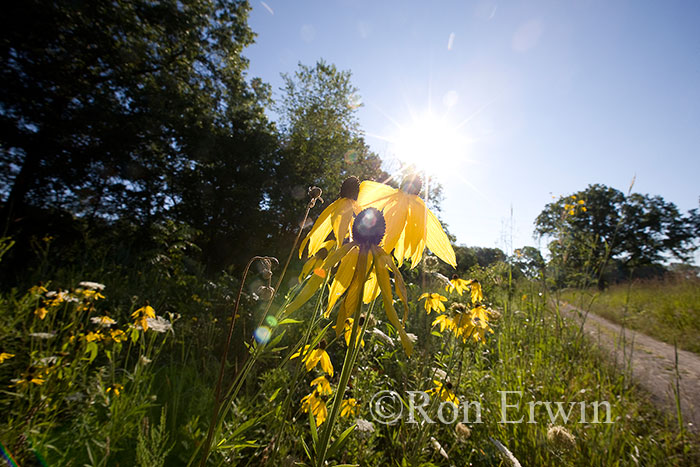 Grey-headed Coneflowers