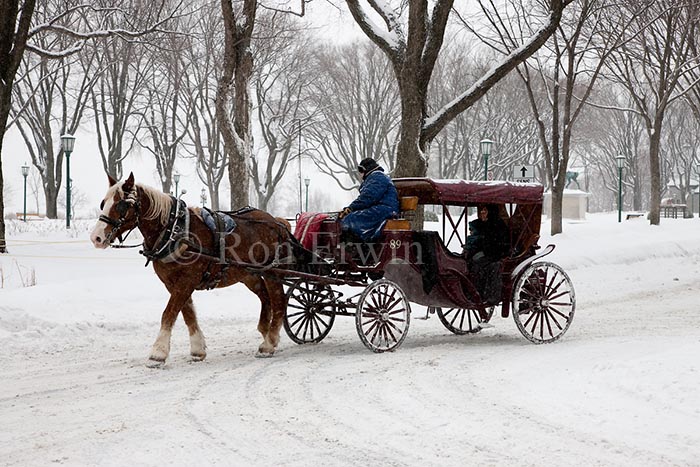 Horse Drawn Carriage in Quebec City