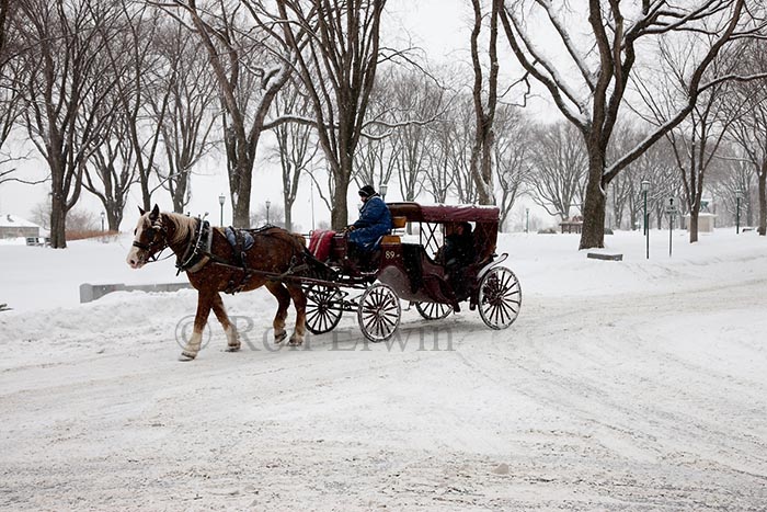Horse Drawn Carriage in Quebec City