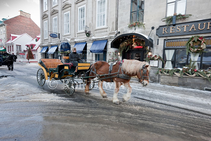 Horse Drawn Carriage in Old Quebec