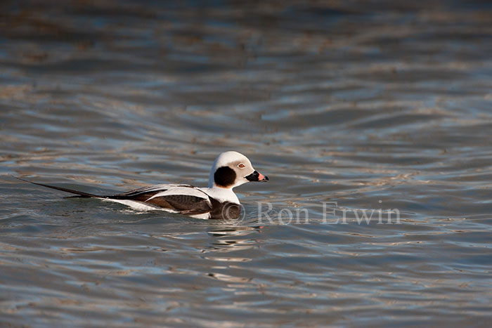 Male Long-tailed Duck