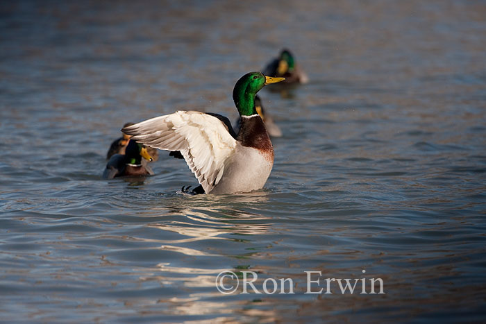 Stretching Mallard
