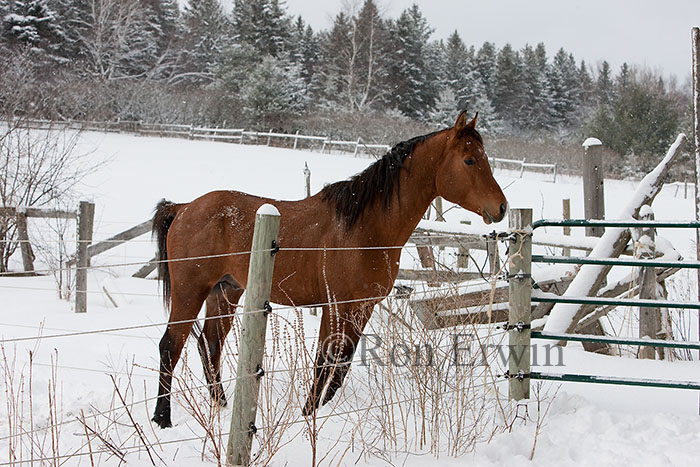 Bay Arabian Stallion