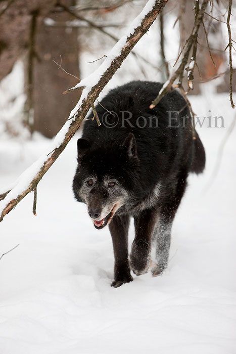 Grey Wolf