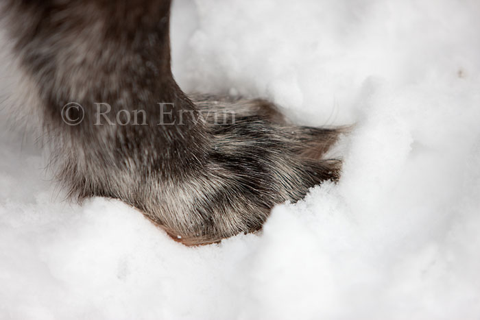 Wolf's Paw