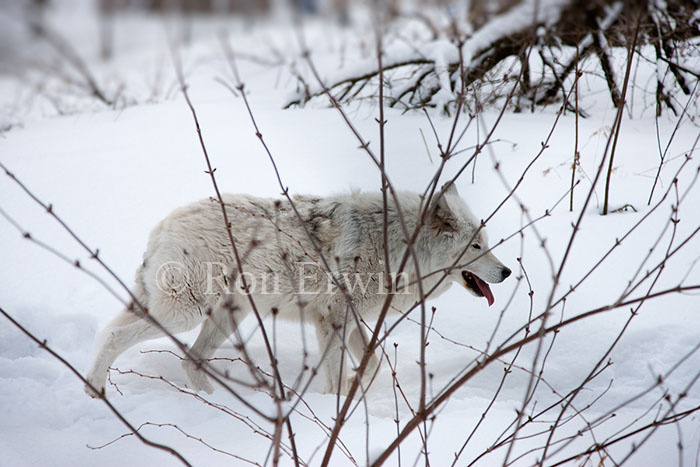 White Wolf