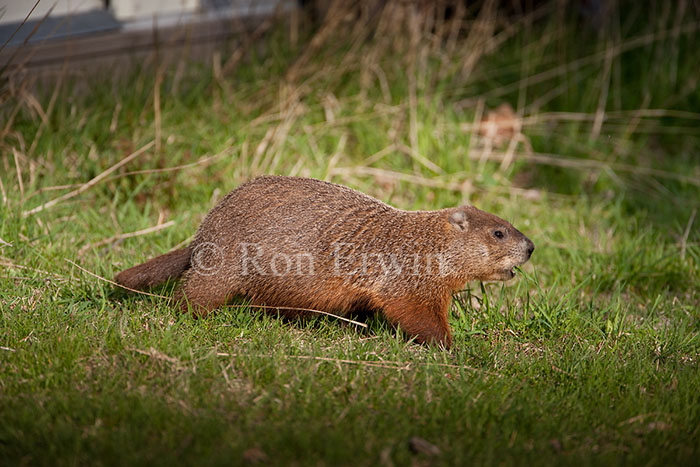 Groundhog