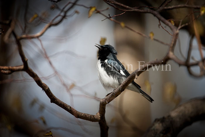 Male Black-throated Blue Warbler