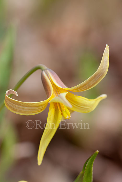 Trout Lily