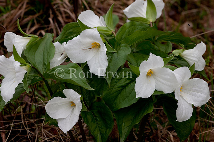 White Trilliums