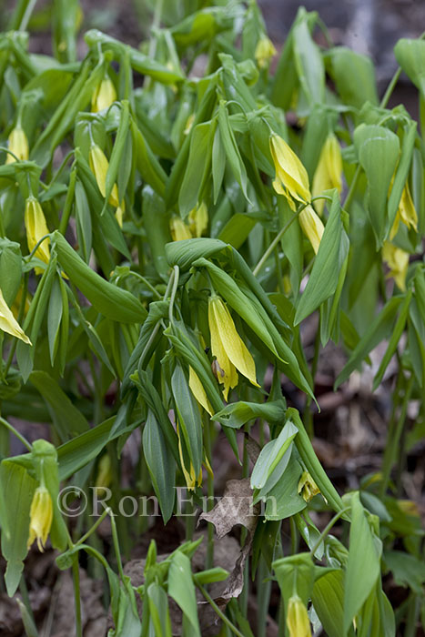 Bellwort
