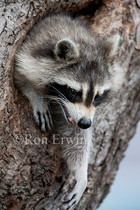 Raccoon in Tree Cavity