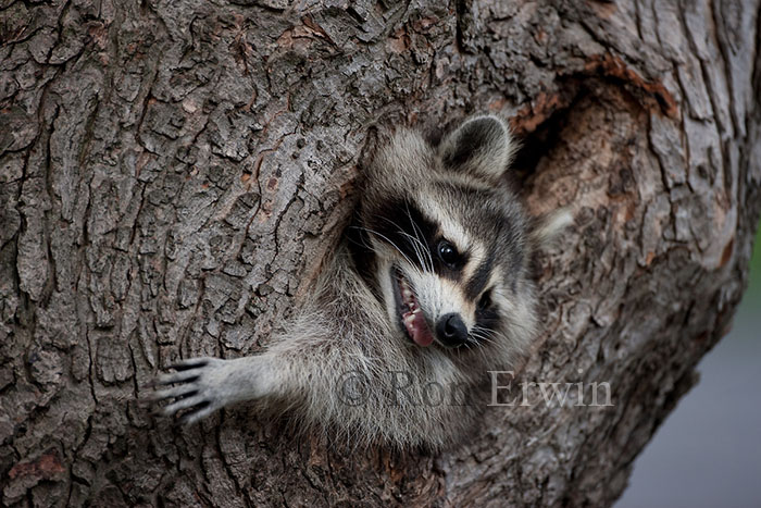 Raccoon in Tree Cavity